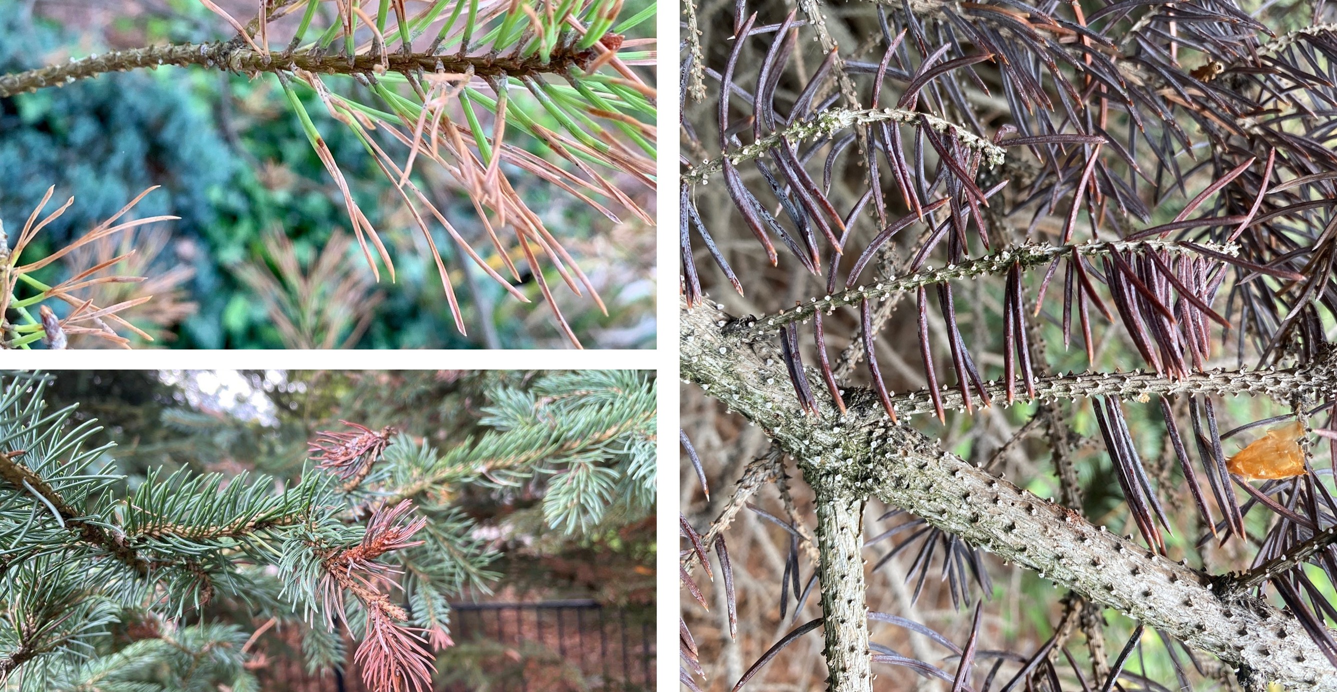 Examples of needle discoloration